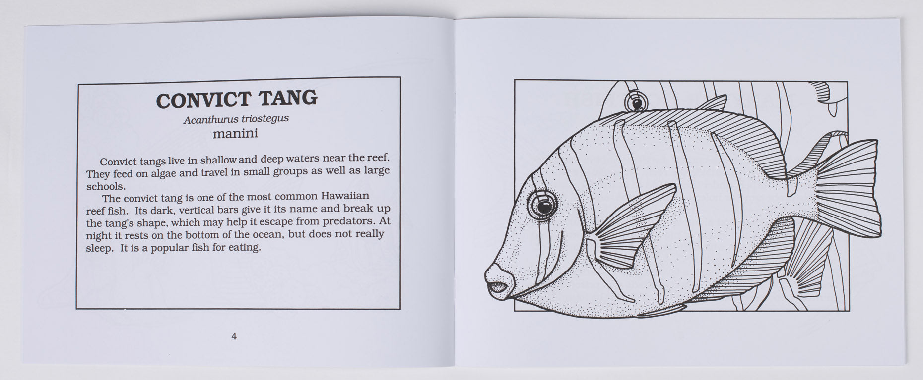 Fishes of Hawaiʻi Coloring Book – Bess Press
