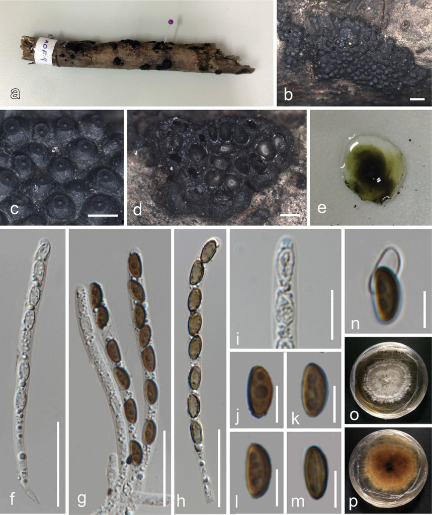 Novel discoveries of Xylariomycetidae (Ascomycota) taxa from peat