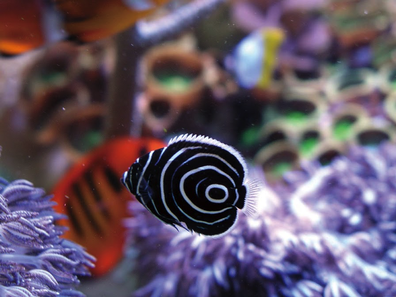 都会近郊の磯で死滅回遊魚に出会える！—さとう俊さん | BIG ISSUE ONLINE