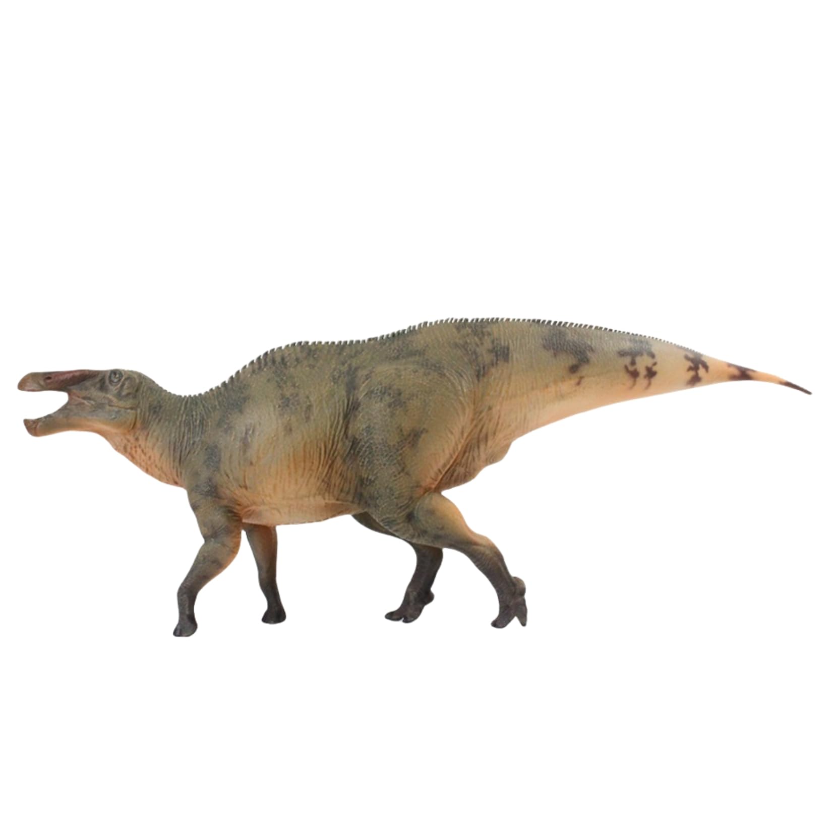 HAOLONGGOOD 1/35 サイズ シャントゥンゴサウルス 39cm級 PVC CE認証