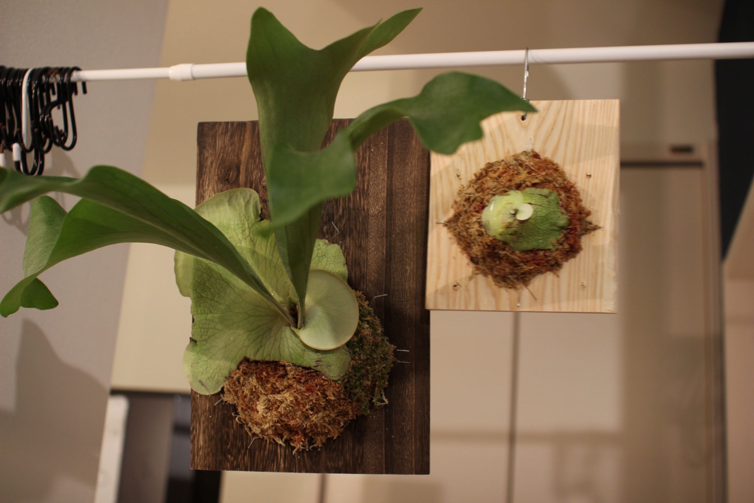 ウィリンキー×ヒリーの成長記録#1と株分け | ビカクシダと僕の趣味ブログ