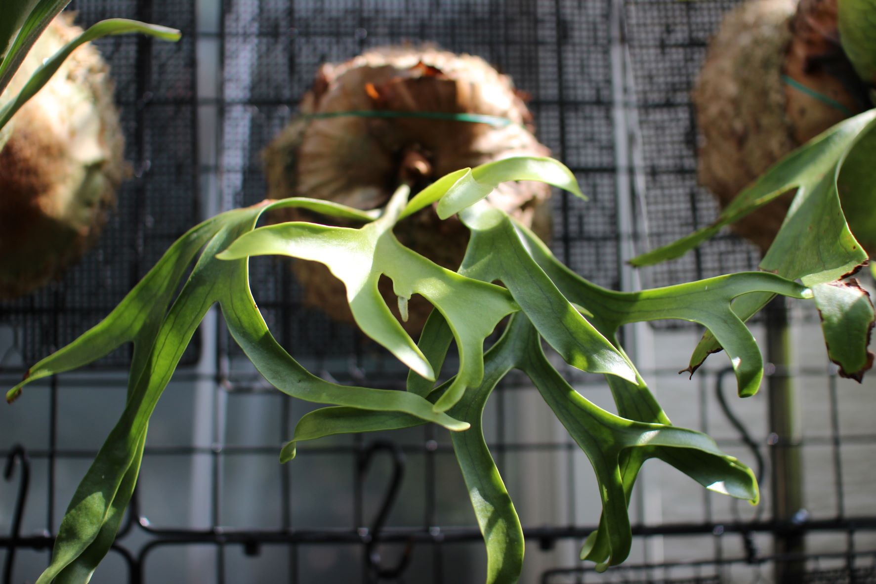 コロナリウム・ドワーフ[P.coronarium Dwarf]の成長記録#1