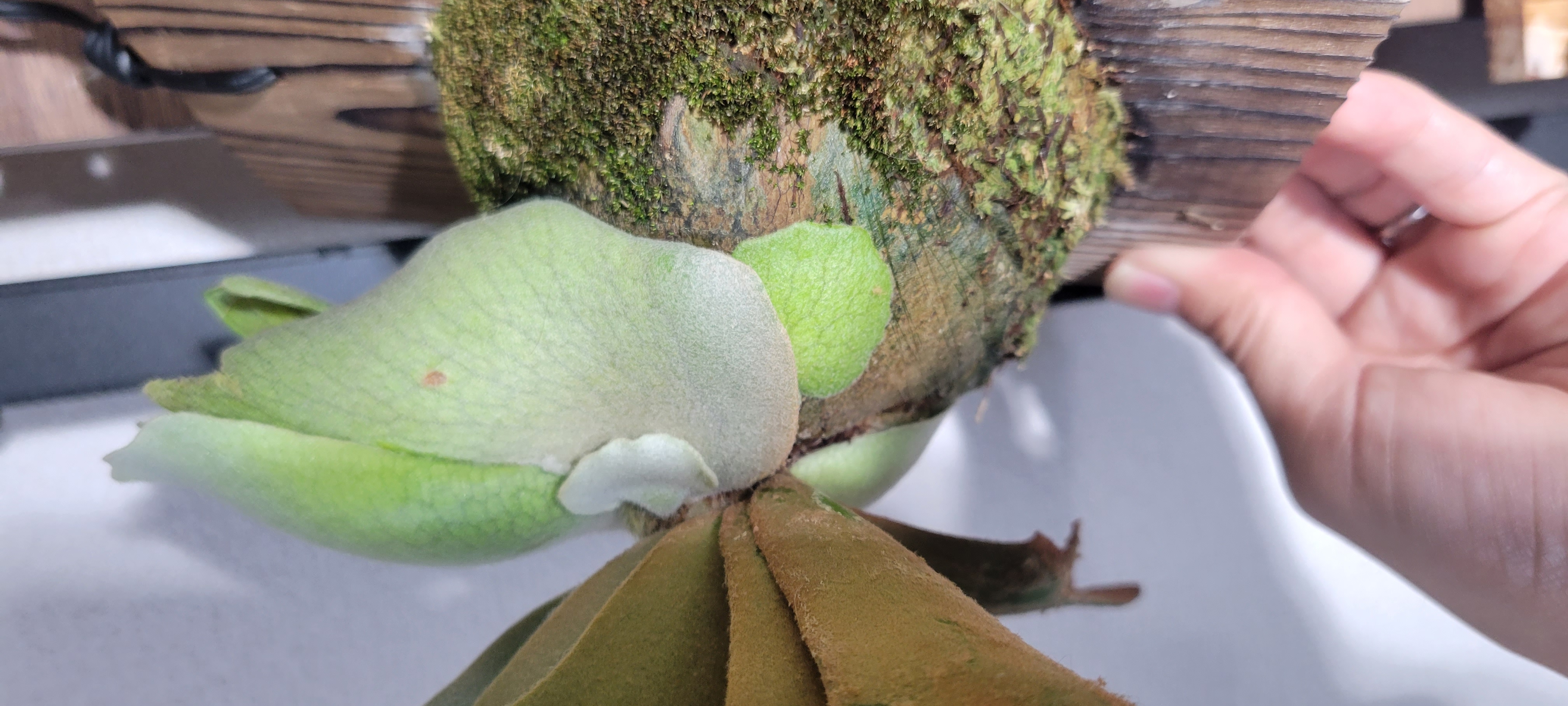 ジェイドガールの株分けについて ビカクシダの森