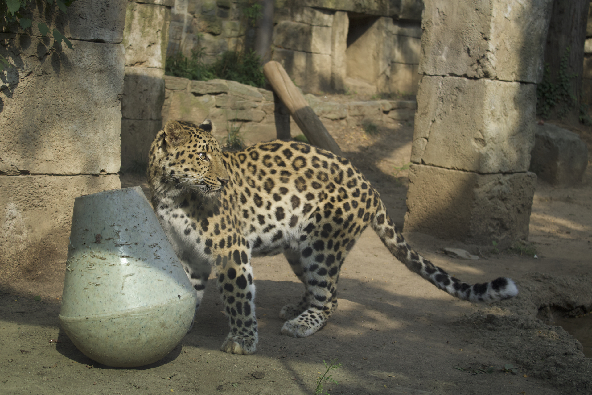 Tiger Love Island”: 2 new big cats arrive at Philly Zoo