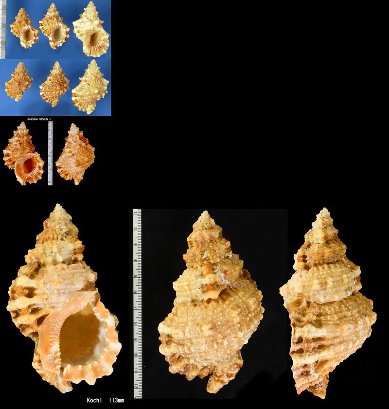 超希少)アツクチナルトボラ ソマリア共和国産 貝殻 超希少)アツクチ