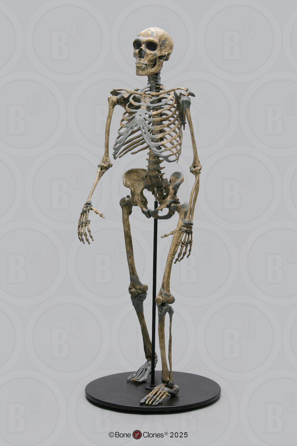 Neanderthal Skeleton Articulated - Bone Clones - Osteological