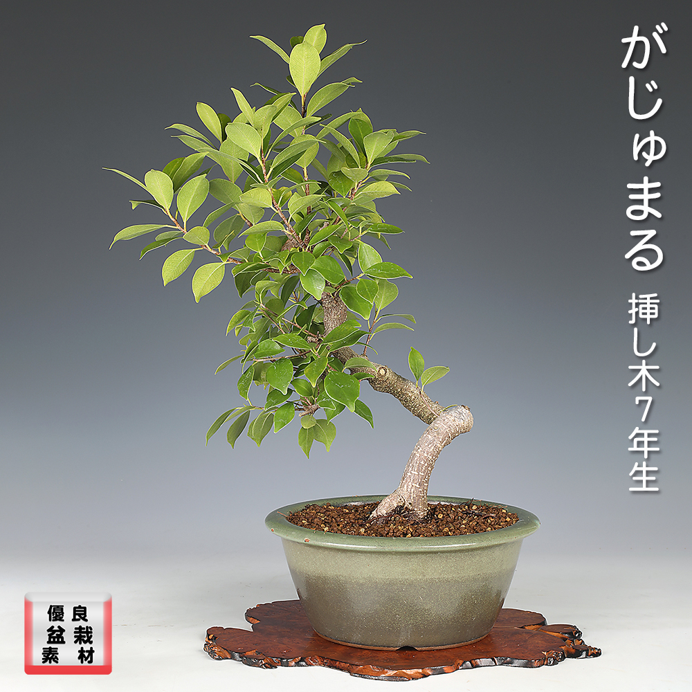 陶雀・雀子小鉢3点セット | 盆栽、盆栽書籍、盆栽鉢の通販│近代出版