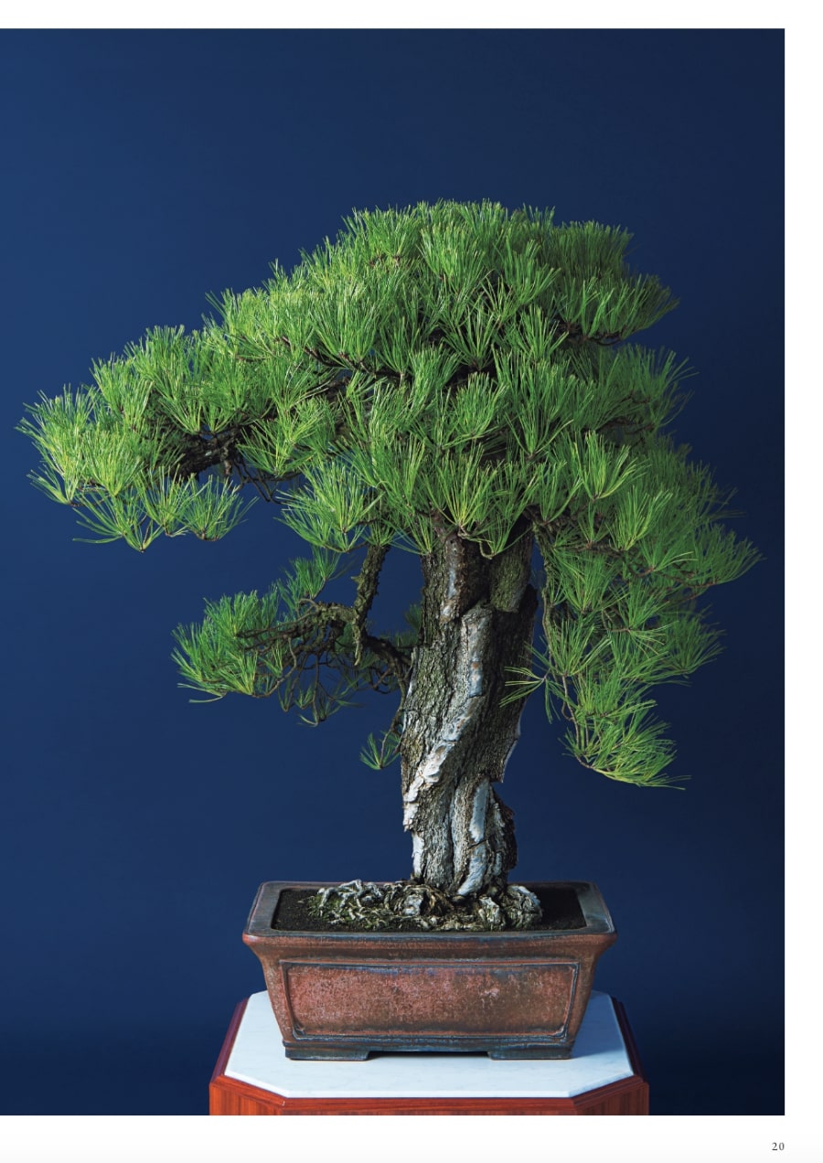 天皇陛下と「盆栽」。45年ぶり写真集で公開、宮中の盆栽が美しすぎる