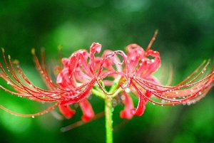 リコリスとは？花言葉などの特徴や育て方を紹介！彼岸花とは何が違う