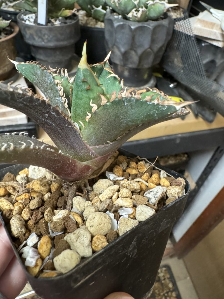 アガベ】チタノタ レッドキャットウィーズル赤猫の室内育成のすすめ