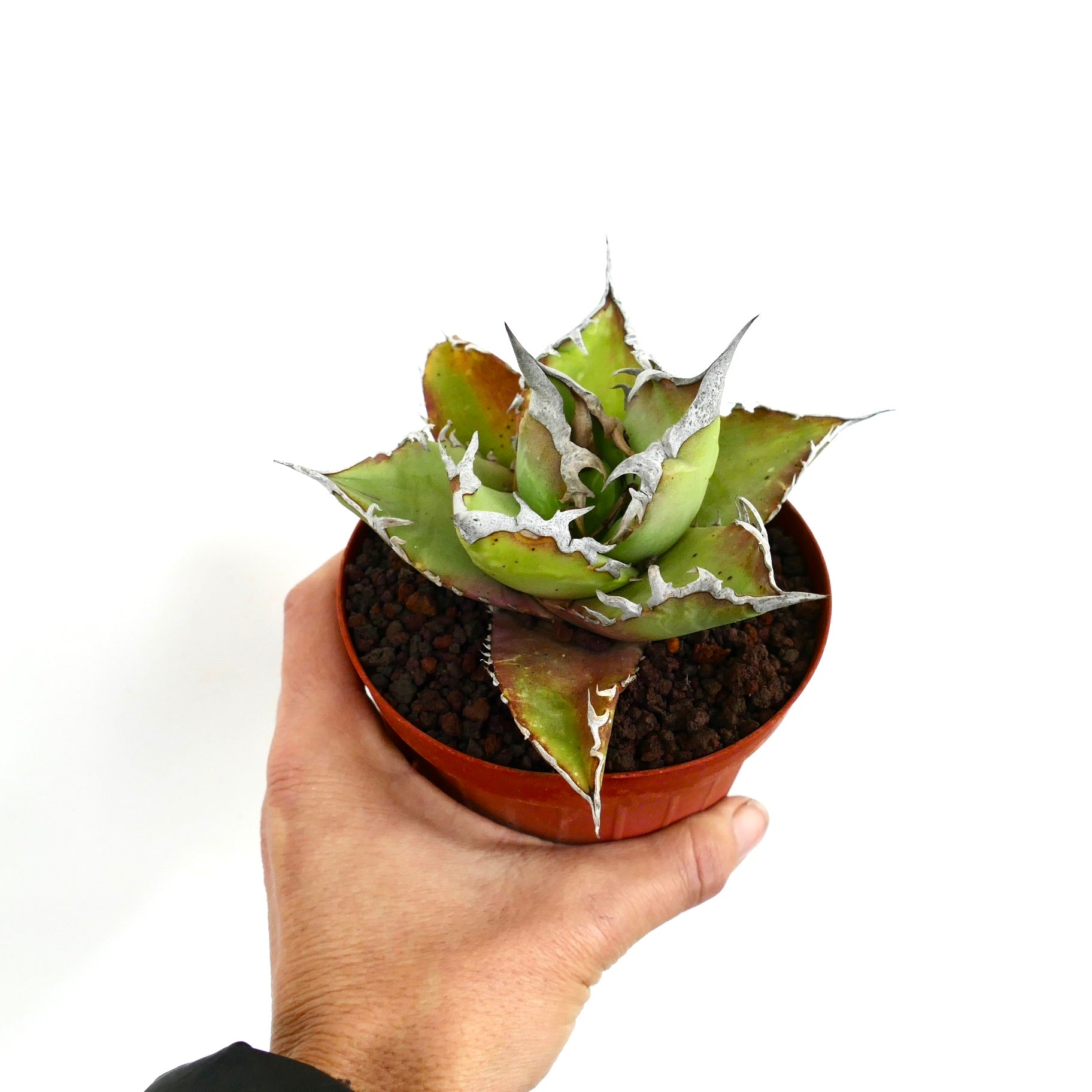 アガベ・タイタノータ オアハカ | Botanical Archive | 彫刻的な多肉植物