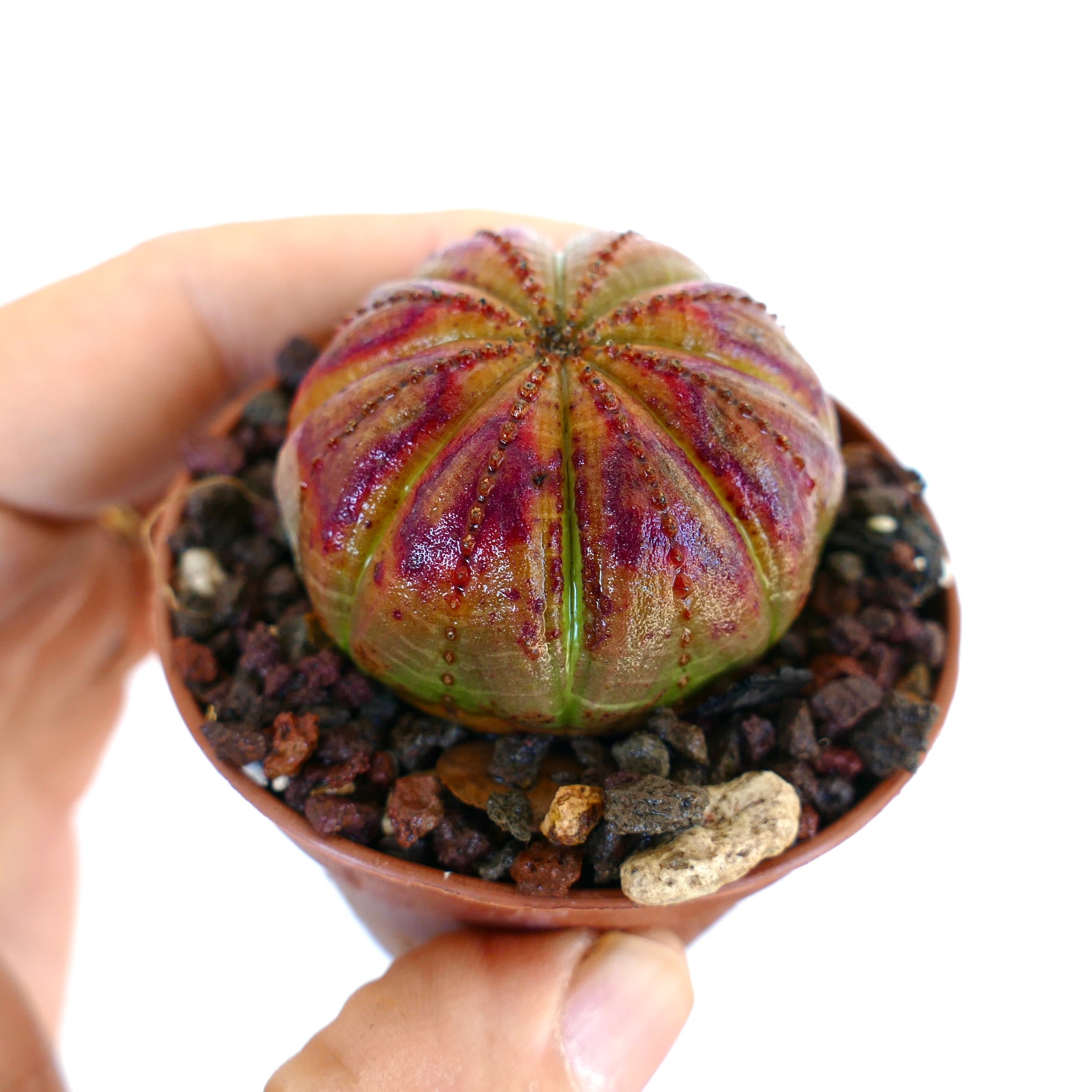 ユーフォルビア・オベサ | Botanical Archive | ユニークな多肉植物