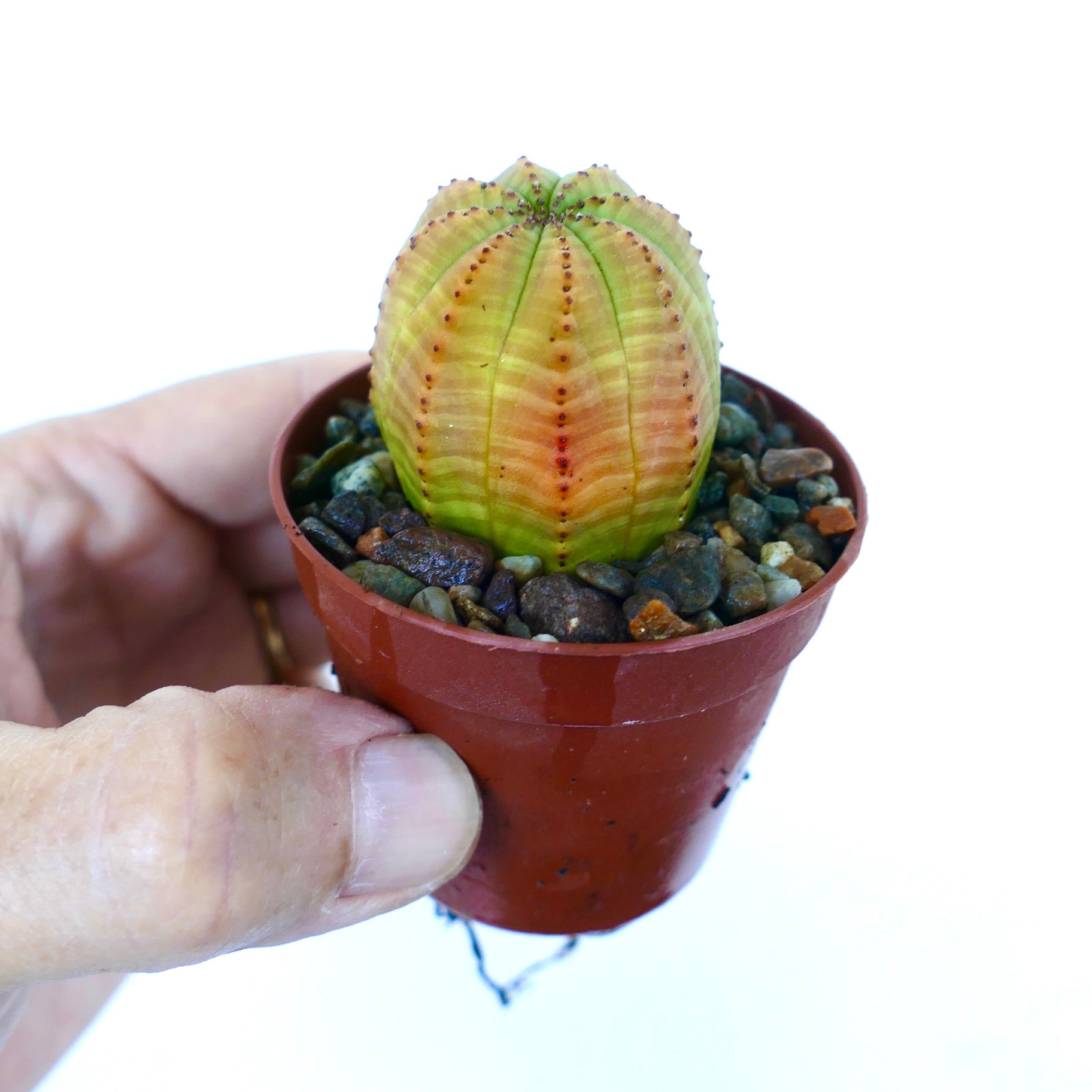 ユーフォルビア・オベサ | Botanical Archive | ユニークで希少な発見