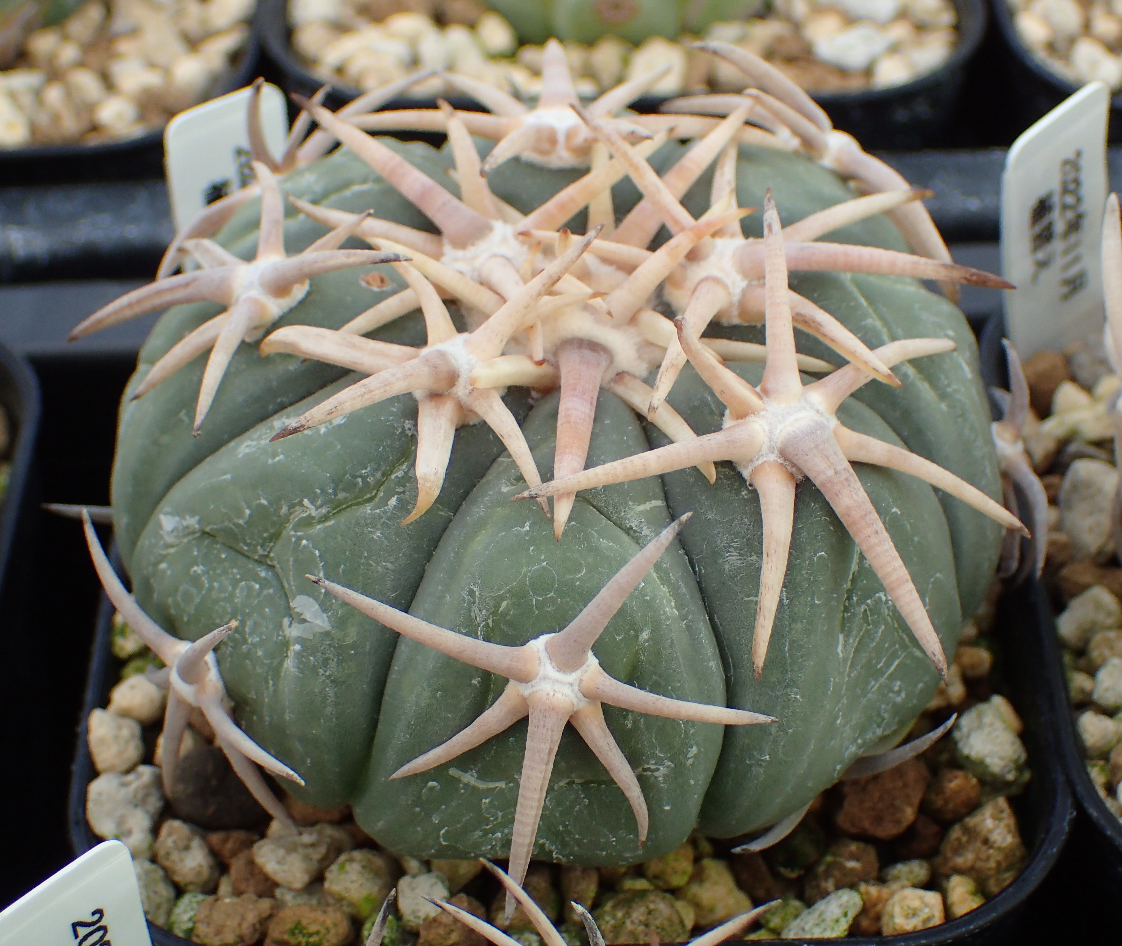 白刺翠平丸、実生10年生 - アレオーレのブログ