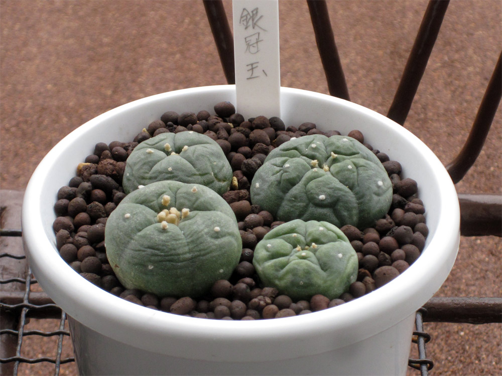 シワシワの銀冠玉とムチムチの銀冠玉錦と烏羽玉 | Cometのサボテン栽培日記