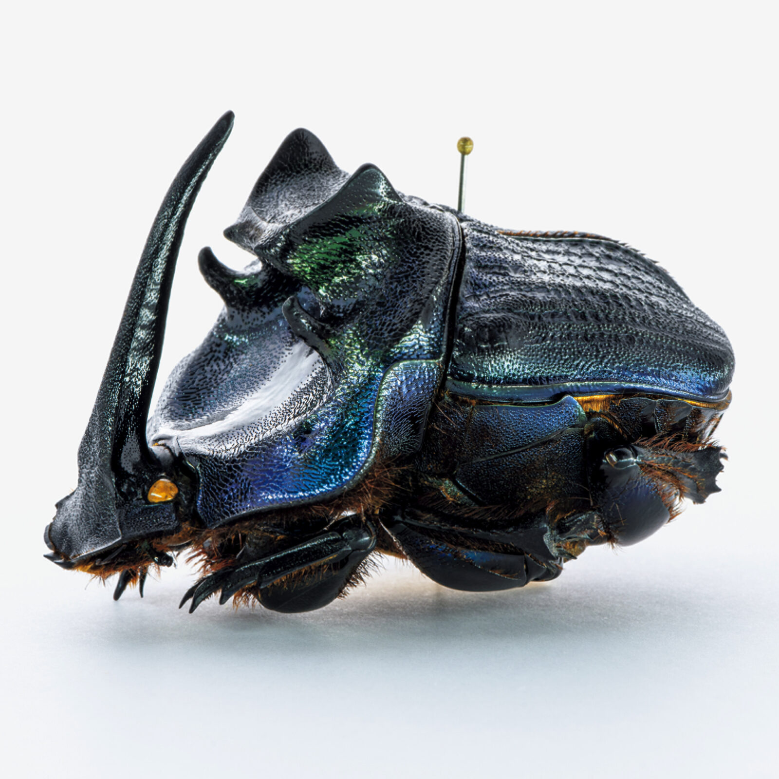 モードな虫図鑑。異形の角を持つ、フンコロガシの仲間たち。フンチュウ