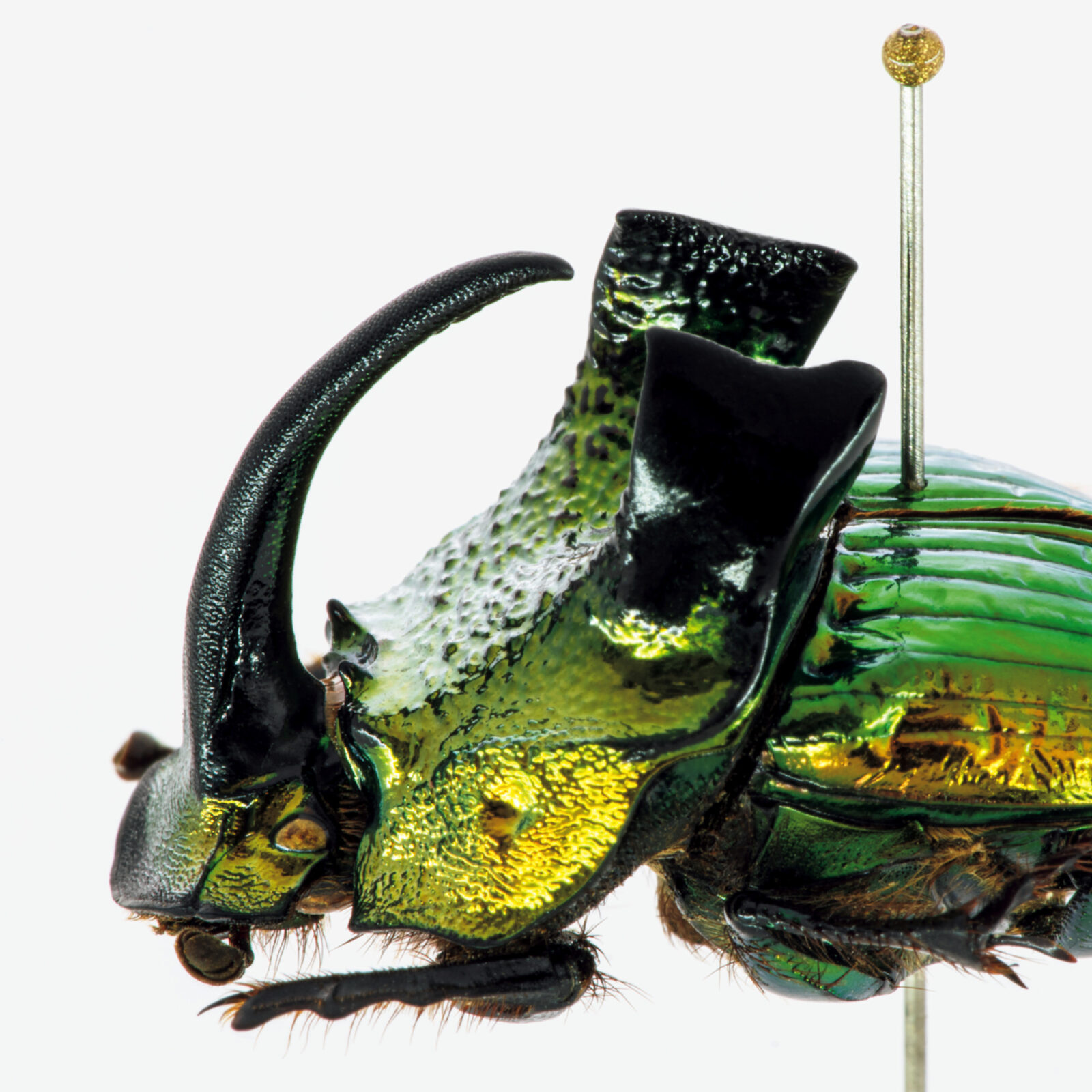 モードな虫図鑑。異形の角を持つ、フンコロガシの仲間たち。フンチュウ