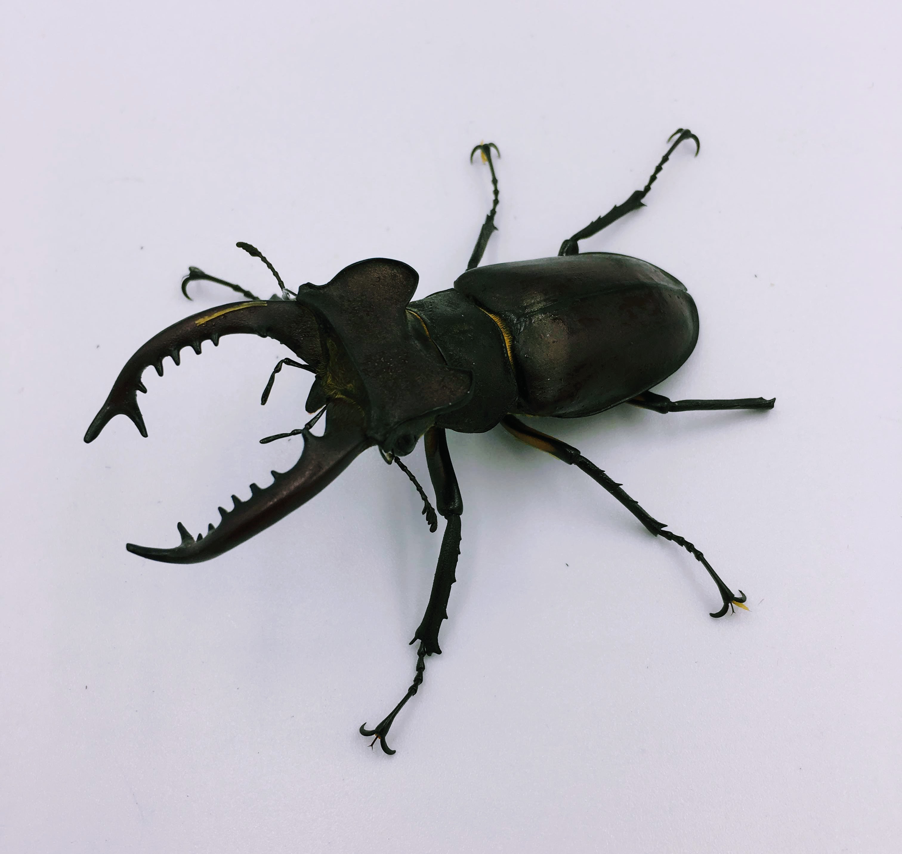 タカサゴミヤマ野外品 産卵セット/割出 | BreedRoom703