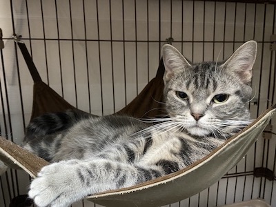 アメリカンショートヘア - Cattery Brilliantrai