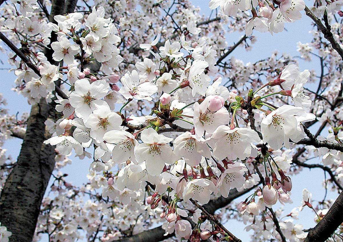 日本のサクラの種類と見分けかた 自生のサクラと栽培品種｜記事