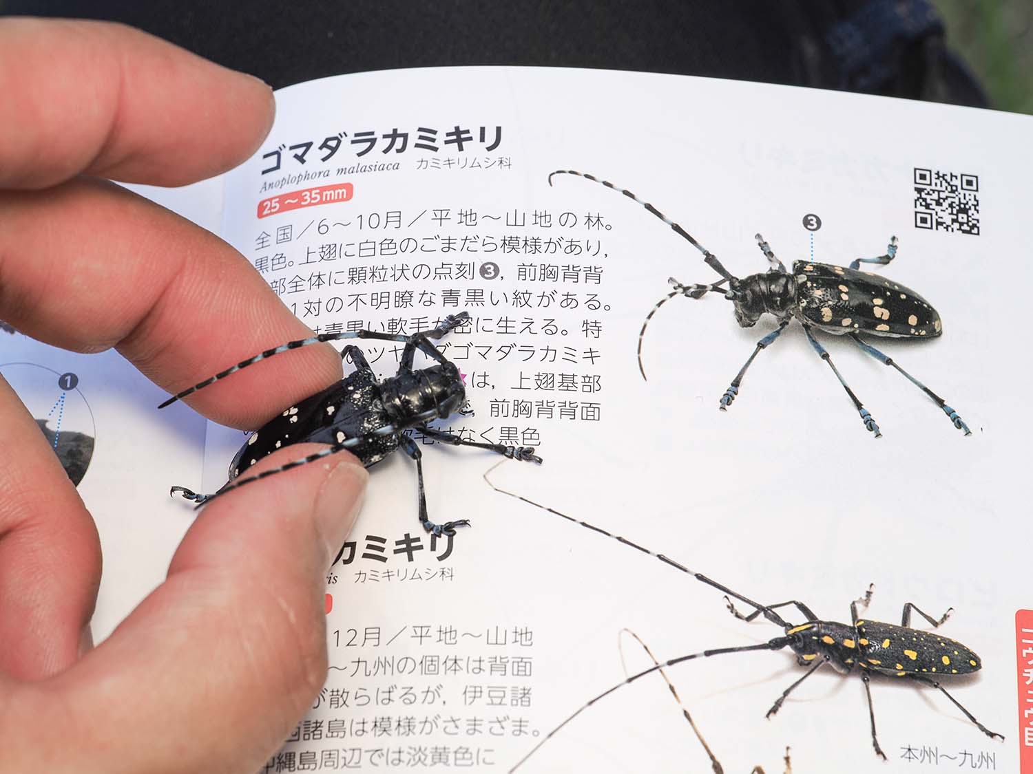 カリマンタン島の美麗カミキリ 【公式通販】
