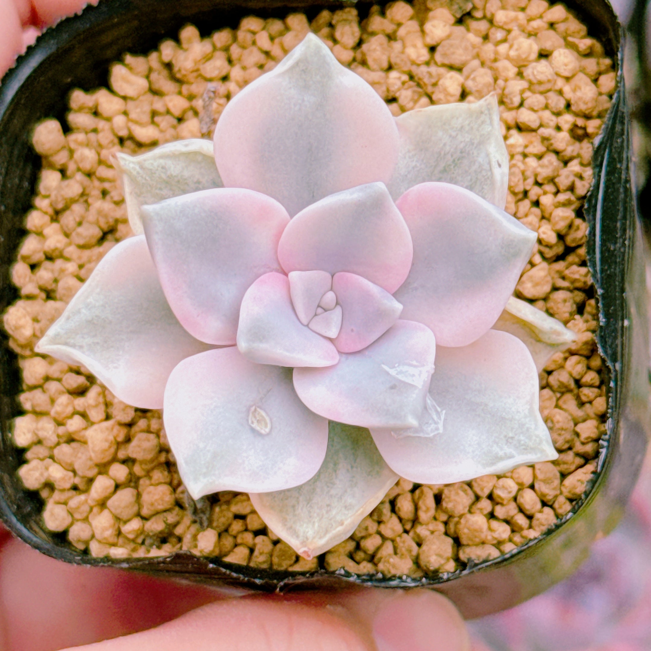 パープルディライト錦 043 A品 – Bull Succulent