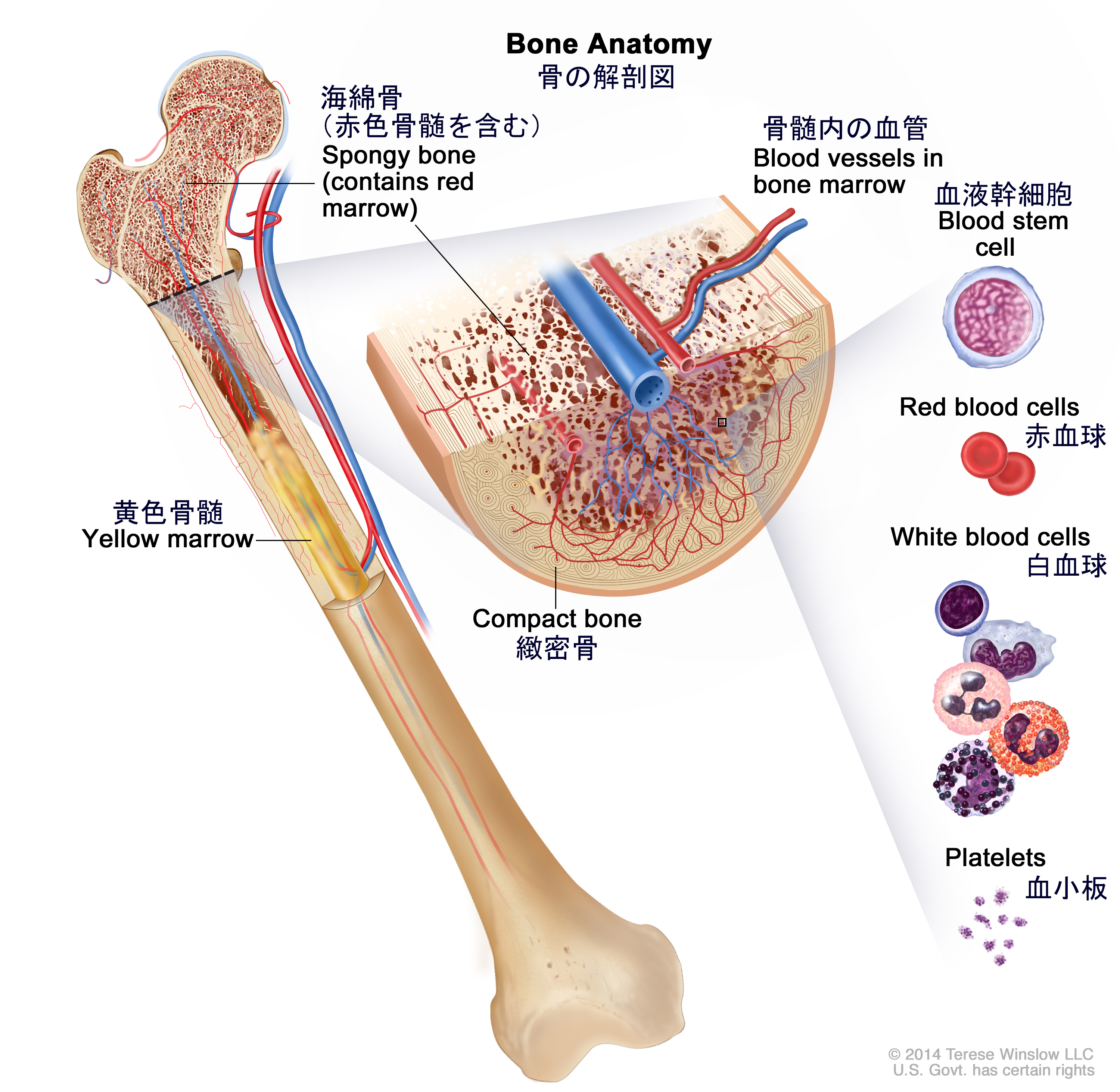 がん情報サイト | がん情報各論：[患者さん向け]小児急性骨髄性白血病