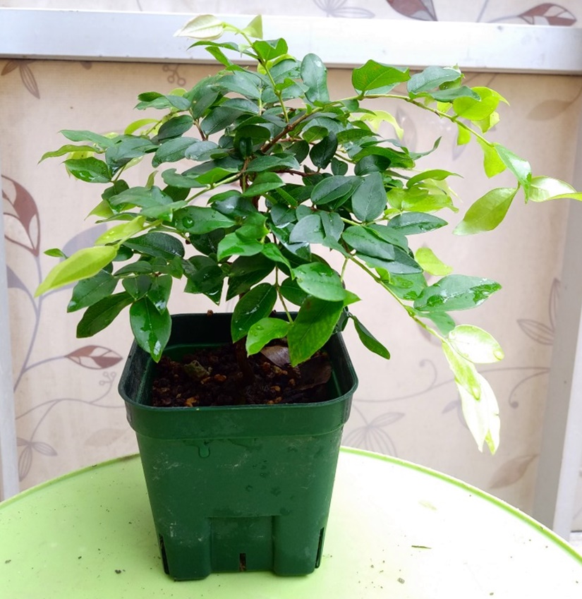 小葉系ジャボチカバ（ブラジル原産） | 西川農園