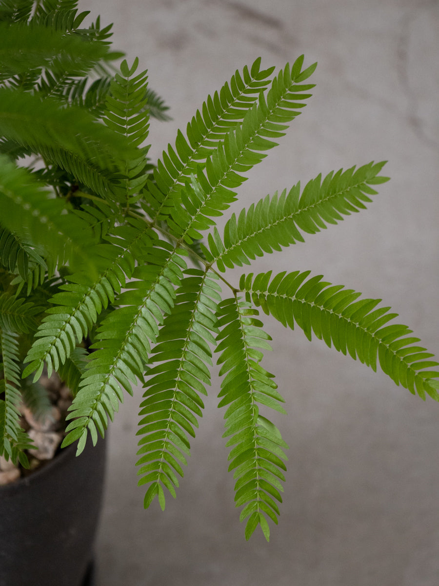 エバーフレッシュ