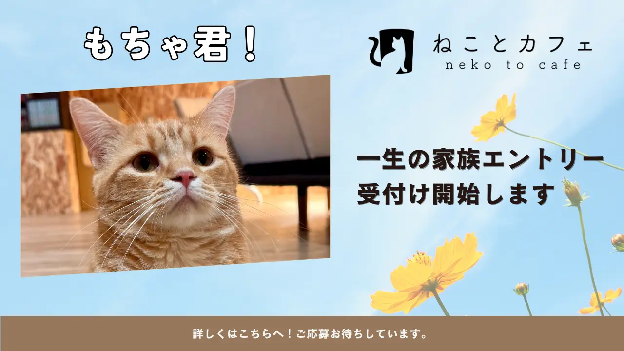 もちゃ君のエントリー受付け開始】募集期間について｜ねことカフェ大阪