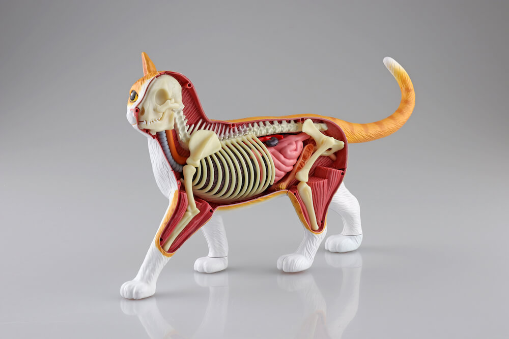 猫の体のつくりが学べる立体パズル「猫の解剖モデル」待望の第2弾は茶