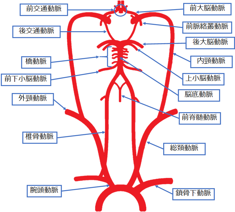 最低限覚えたい脳血管【脳血管の解剖】 Part.1 | カテっ子臨床工学技士