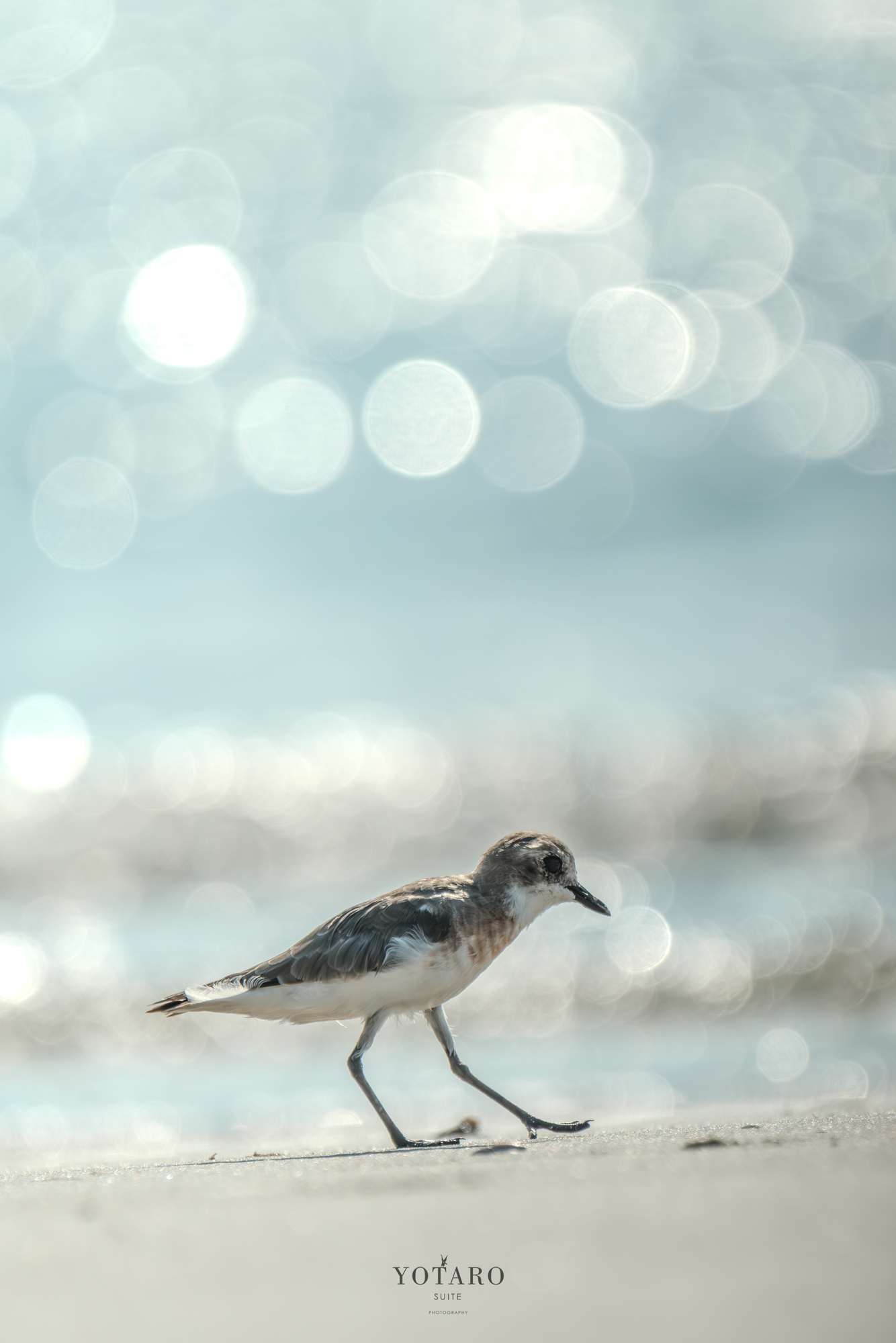 今日のX-T5『鳥撮り小旅行 -砂浜のチドリ-』 - MONOKIRI 35mm