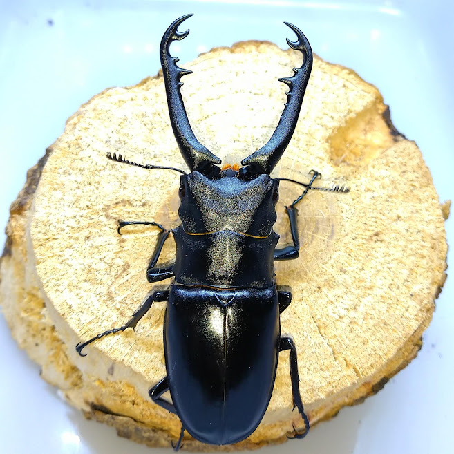 ギラファノコギリクワガタ 亜種borobudur スマトラ島産 WF1 飼育記