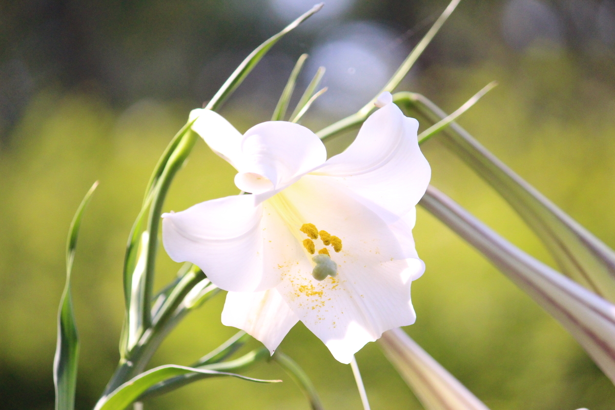 タカサゴユリ - 愛すべき雑草たち