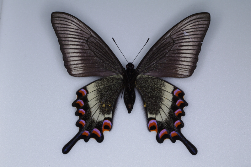 ミヤマカラスアゲハの標本 （メス）; 北海道産; 春型 a - 虫村の日記