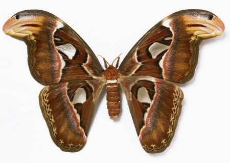 ユカタン・ビワハゴロモ - lithos Graphics web log