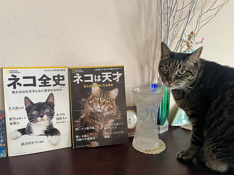 ネコ全史 | 日経BOOKプラス