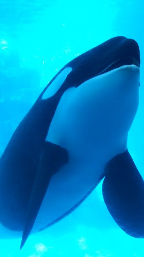 レア・ラスト1点】名古屋港水族館 シャチ リンちゃん ステラ ポスター