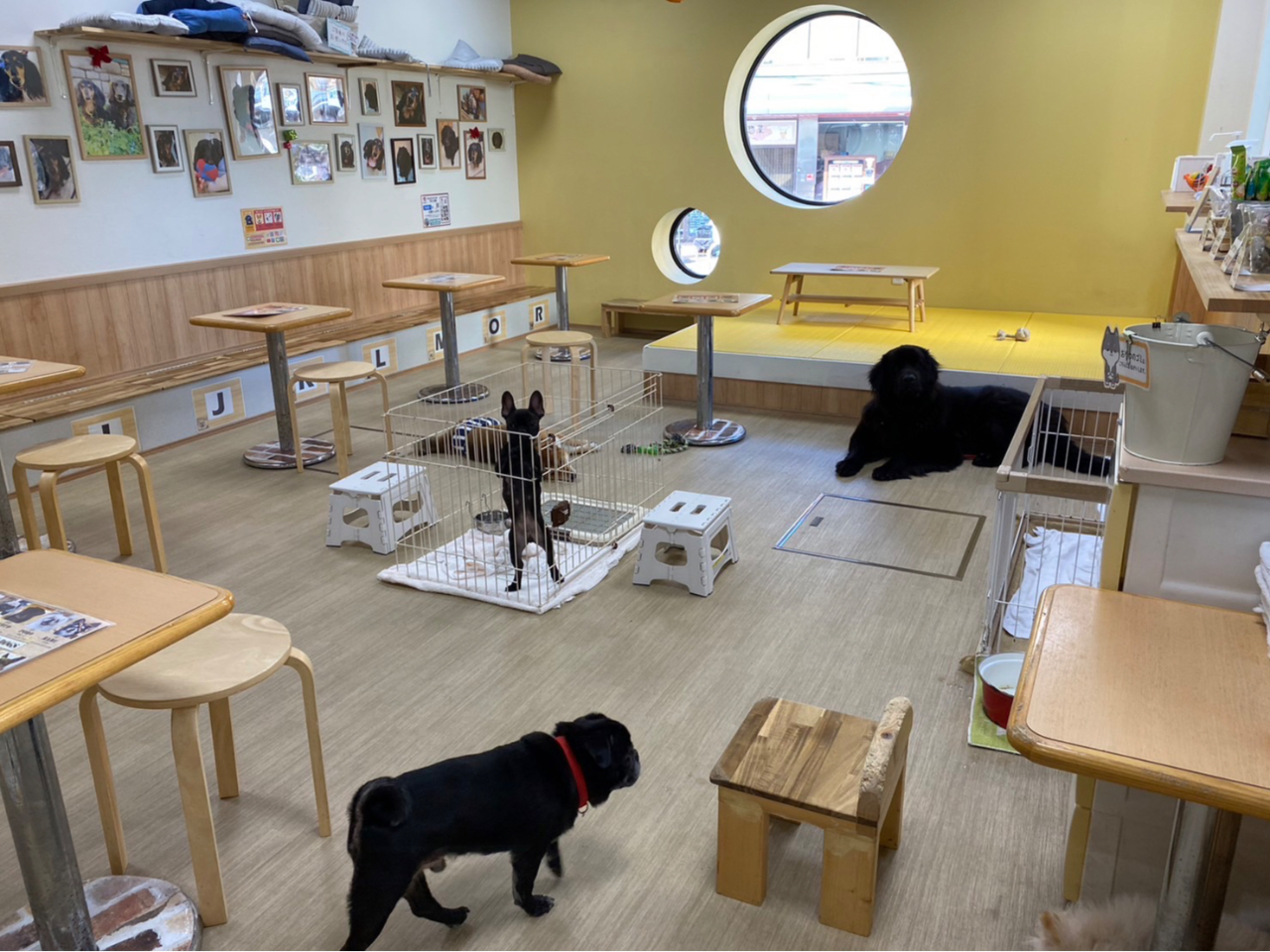 犬・猫カフェ【 ☆犬と遊ぶコース☆ 90分制・土日祝は60分制となります