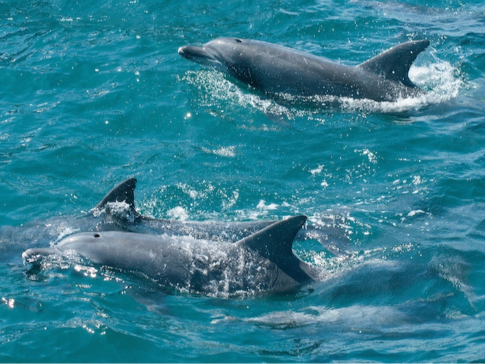 12月~観測率99%♪♪《口之津イルカウォッチング》1年を通して約300頭の