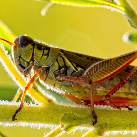 Tamron SP AF 180mm F3.5 Di LD (IF) Macro sample photos - ExploreCams