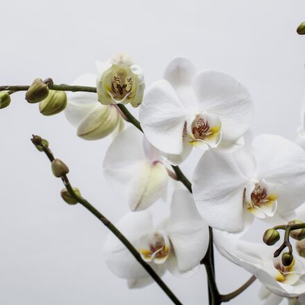 Canon EOS 5D Mark II + ZEISS Planar T* 50mm F1.4 sample photos