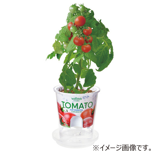 聖新陶芸 フレッシュフィール GD819-6 ミニトマト｜【ハンズネットストア】