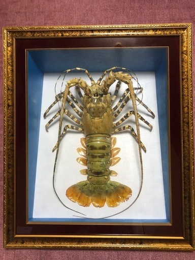 額装 特大サイズ 伊勢海老 剥製 ニシキエビ 縁起物 沖縄 (Sky Blue) て