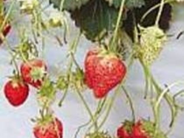 フルーツランド北会津】アクセス・営業時間・料金情報 - じゃらんnet