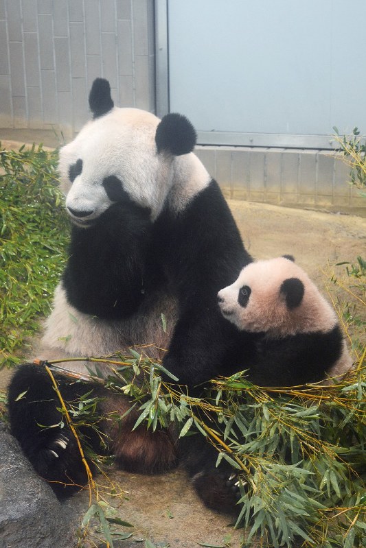 パンダ：19日から上野動物園が舎内映像をネットで生配信 | 毎日新聞