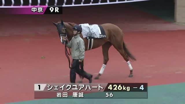 シェイクユアハート (Shake Your Heart) | 競走馬データ - netkeiba