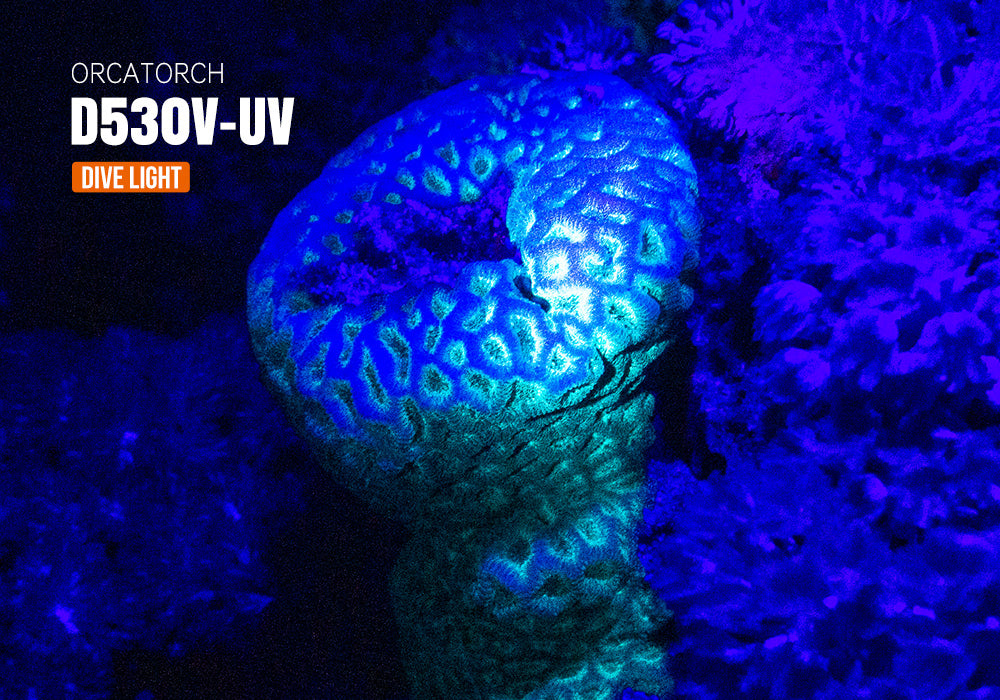 OrcaTorch D530V 395nm UV Scuba Dive Light for Underwater Photography