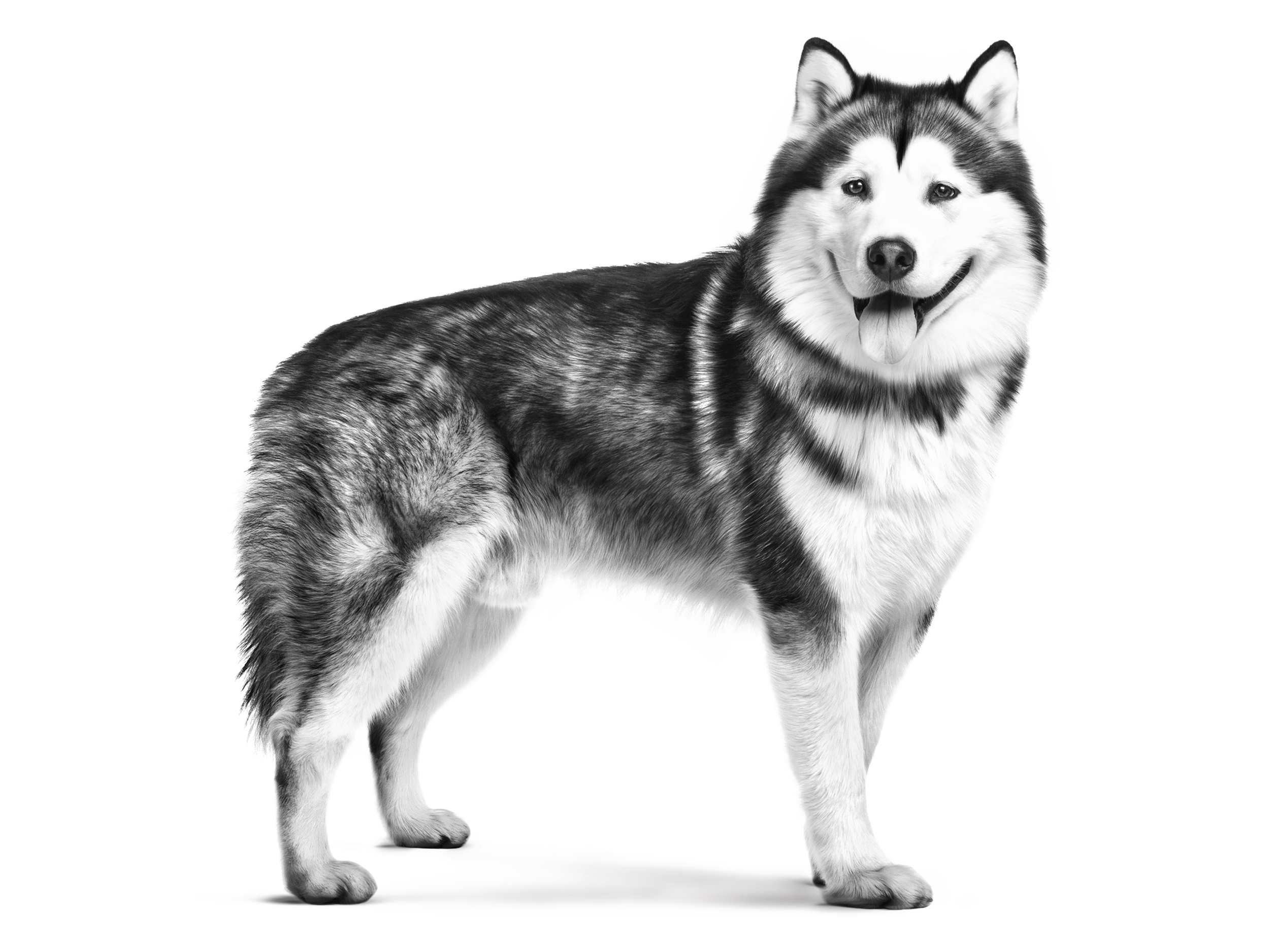 アラスカン マラミュート | Royal Canin JP